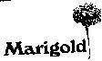 MARIGOLD 