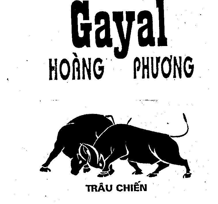 GAYAL Hoàng Phương Trâu chiến 