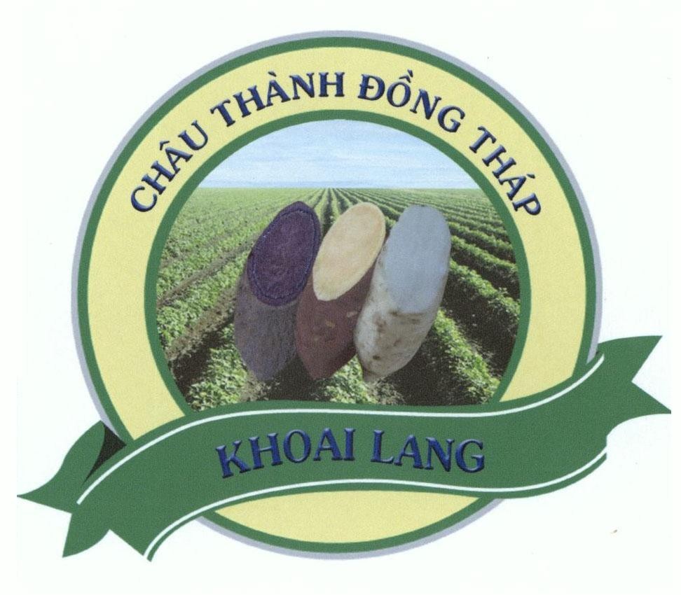 KHOAI LANG Châu Thành Đồng Tháp 