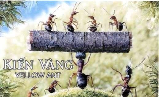 Nhãn hiệu T KIẾN VÀNG YELLOW ANT  của CÔNG TY CỔ PHẦN LOTUS ITC, số đơn 4-2022-52149