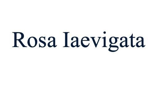 Nhãn hiệu Rosa Iaevigata  của CÔNG TY TNHH SƠN KIM ANH, số đơn 4-2026-28504